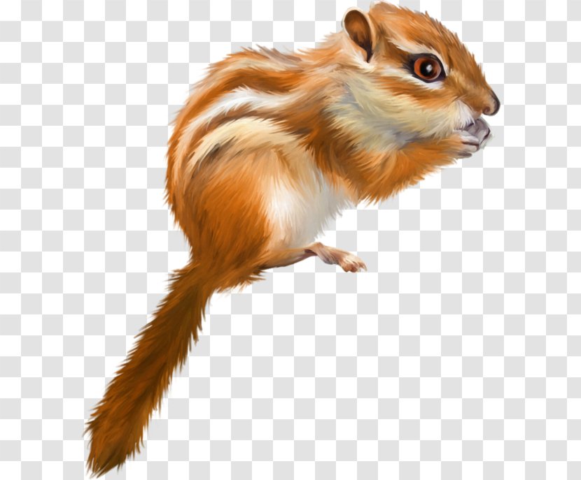 Tree Squirrel Drawing - Wildlife Transparent PNG