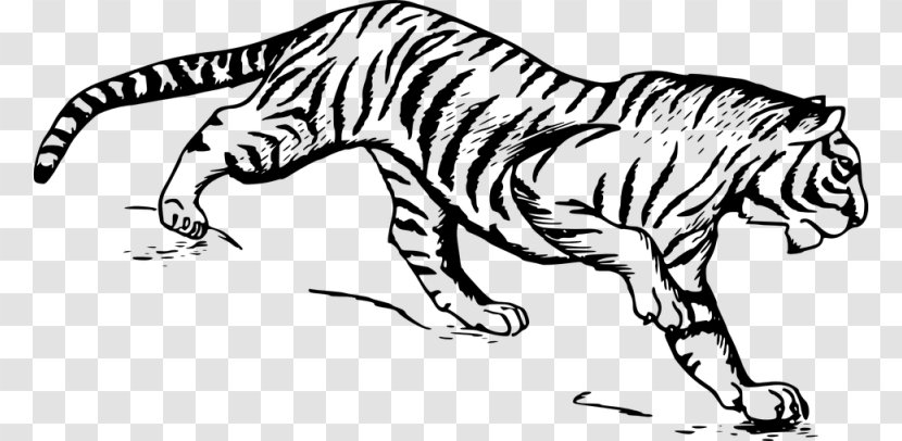 Drawing White Tiger Clip Art - Carnivoran - Siberian Transparent PNG