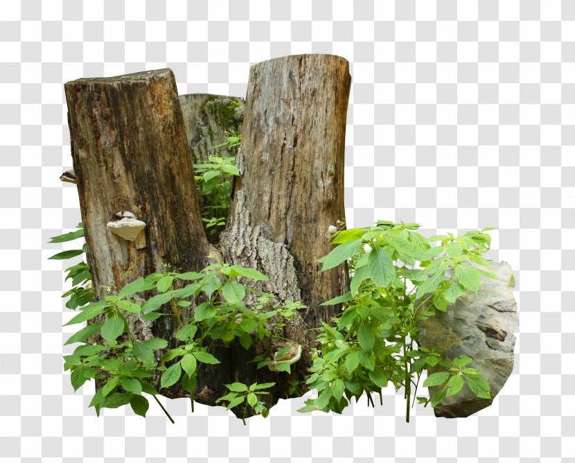 Trunk Tree Wood Cave Advertising Transparent PNG