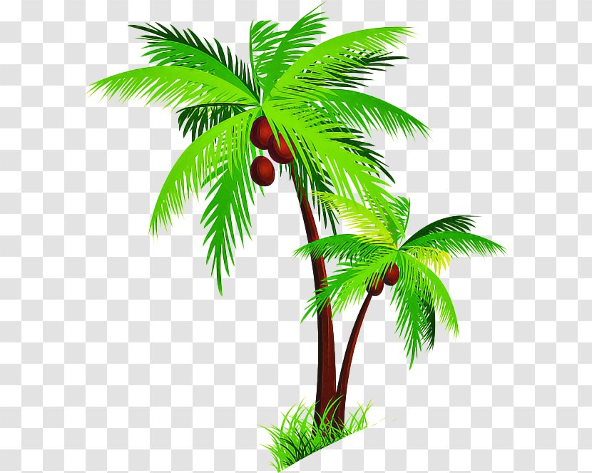 Palm Tree - Plant - Stem Flowering Transparent PNG