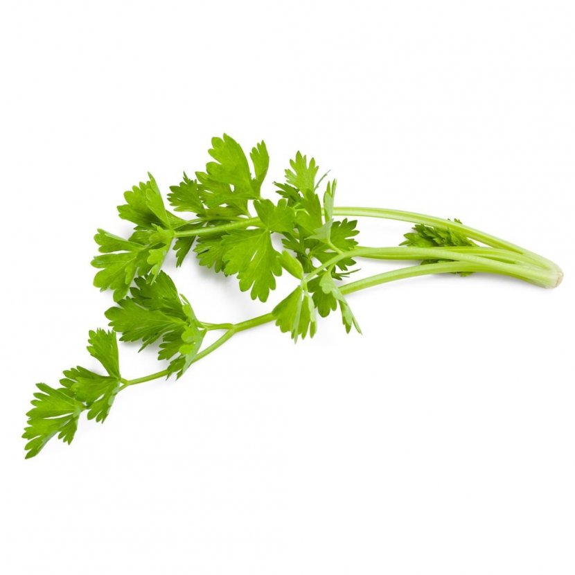 Celery Celeriac Vegetable Food Nutrition Facts Label - Mentha Spicata Transparent PNG
