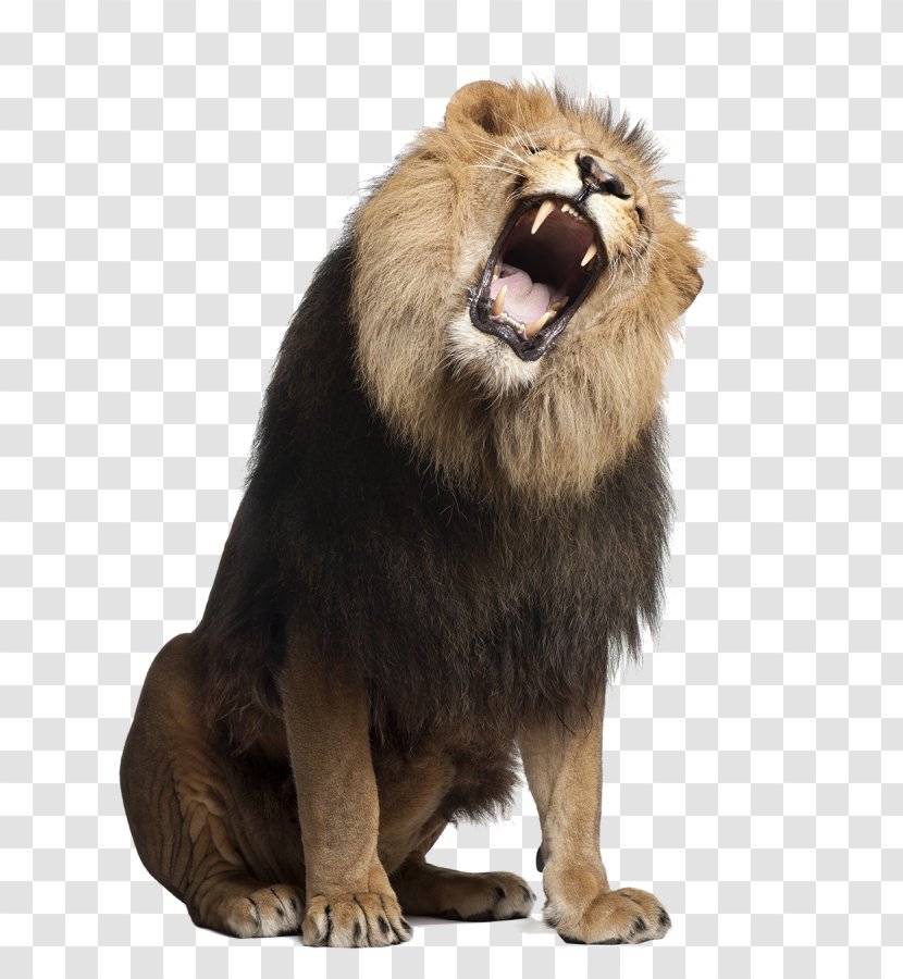 Lion Stock Photography Royalty-free Roar Transparent PNG