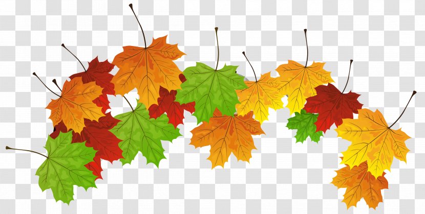Autumn Leaf Color - Maple Tree - Fall Leaves Clipart Image Transparent PNG
