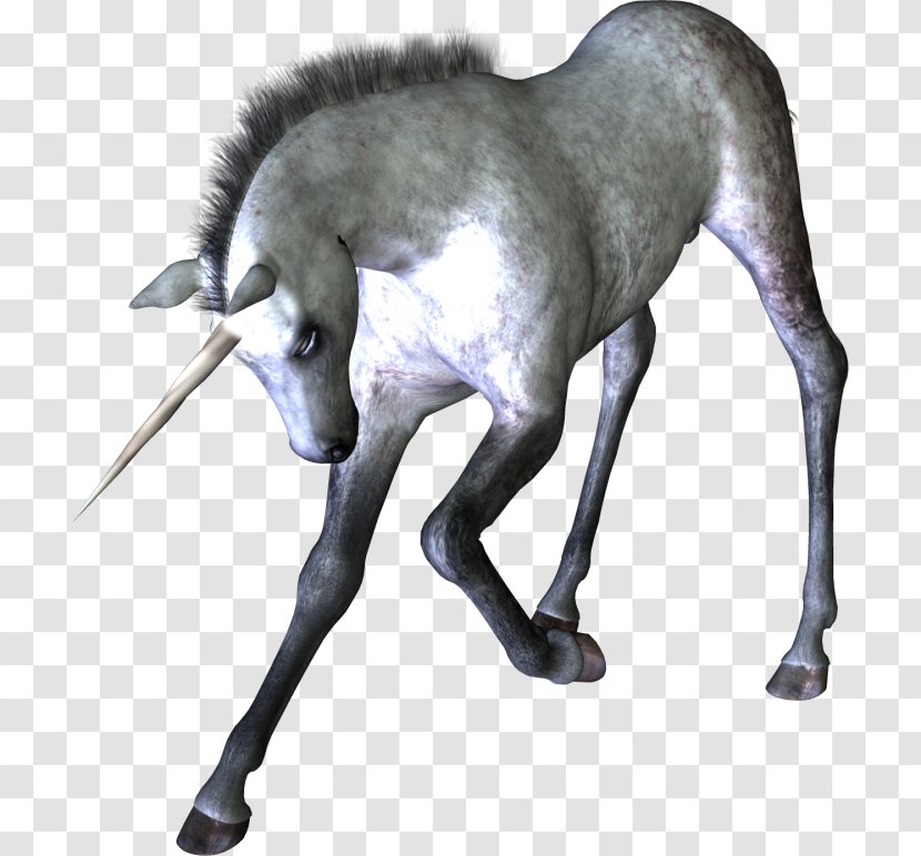 Unicorn Horn Horse Mythology Transparent PNG