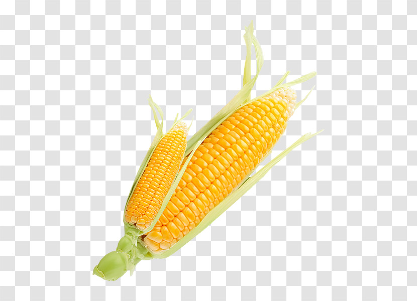 Corn On The Cob Sweet Corn Corn Corn Kernels Corn On The Cob Transparent PNG