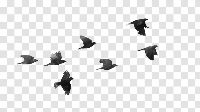 Bird Clip Art - Crow Like - Flock Of Birds Transparent PNG