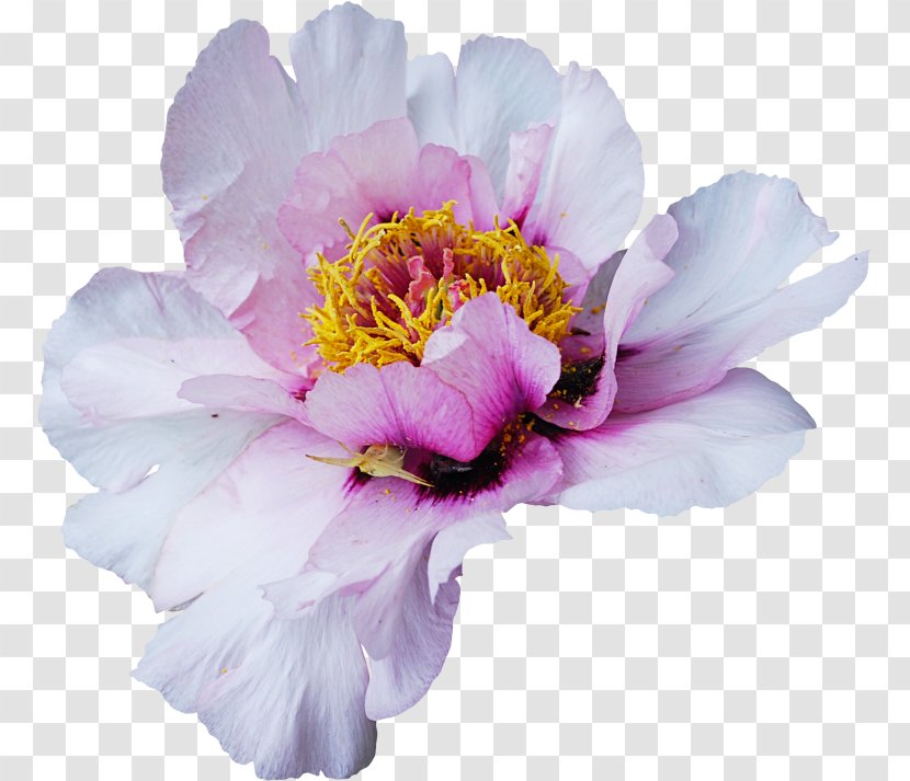 Watercolor Painting Clip Art - Cut Flowers - 素材中国 Sccnn.com 7 Transparent PNG