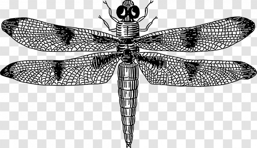 Insect Dragonfly Drawing Clip Art - Monochrome Transparent PNG