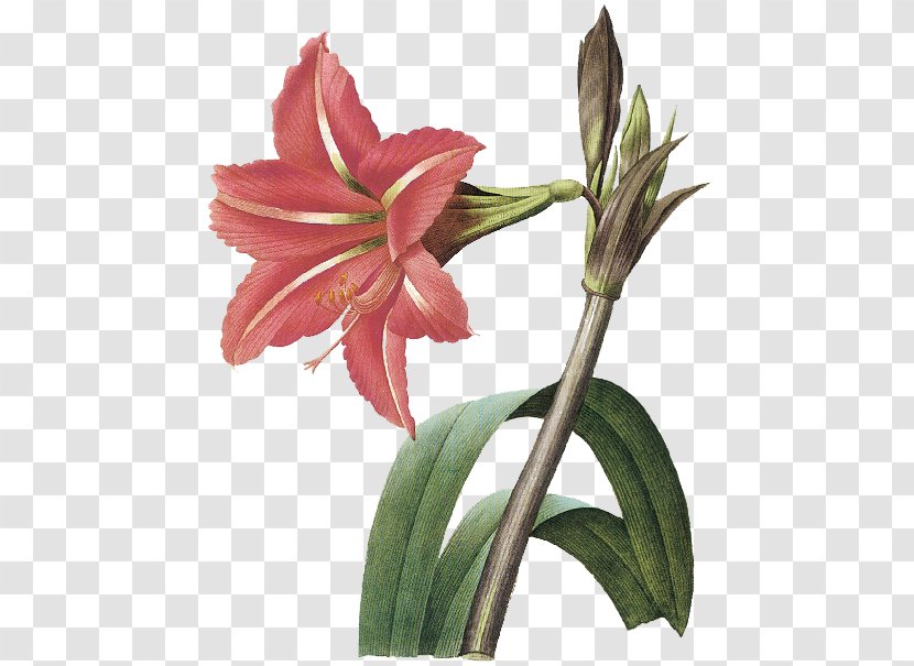 Amaryllis Art Painting Transparent PNG