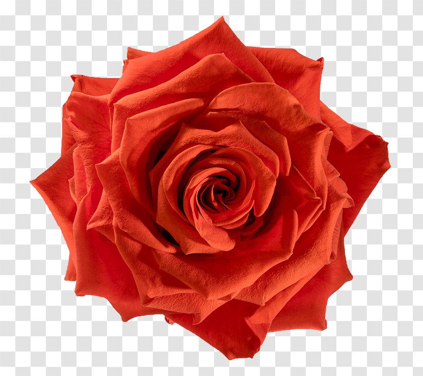 Garden Roses - Rose Family - Plant Pink Transparent PNG