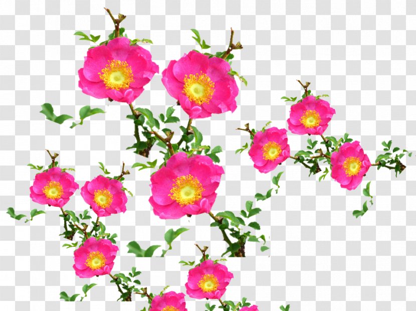 Barbary Fig Rose Pear Thorns, Spines, And Prickles - Tree - Prickly Flowers Transparent PNG