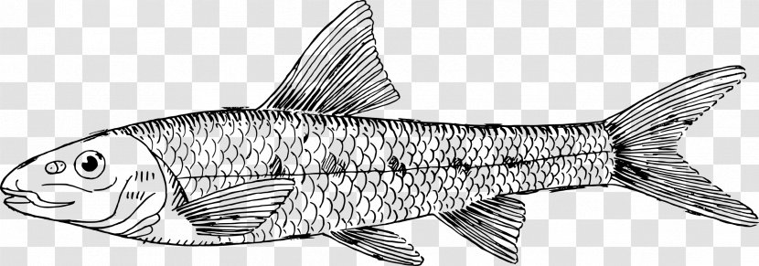 Line Art Clip - Herring - Fish Outline Transparent PNG