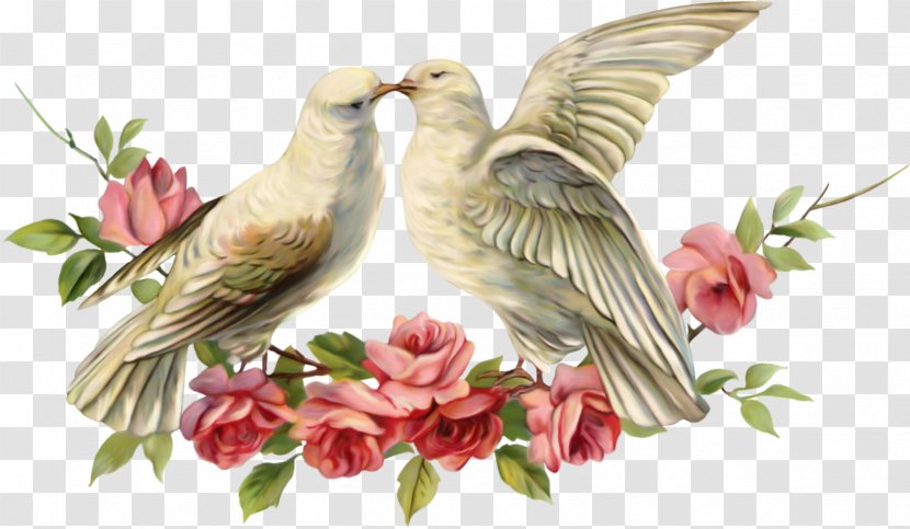 Columbidae Computer Software Clip Art - Typical Pigeons - Love Birds Transparent PNG