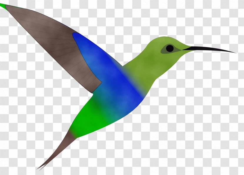 Hummingbird - Watercolor - Beak Transparent PNG