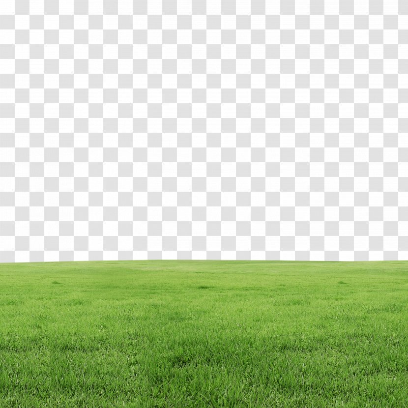 Lawn - Daytime - Grass Transparent PNG