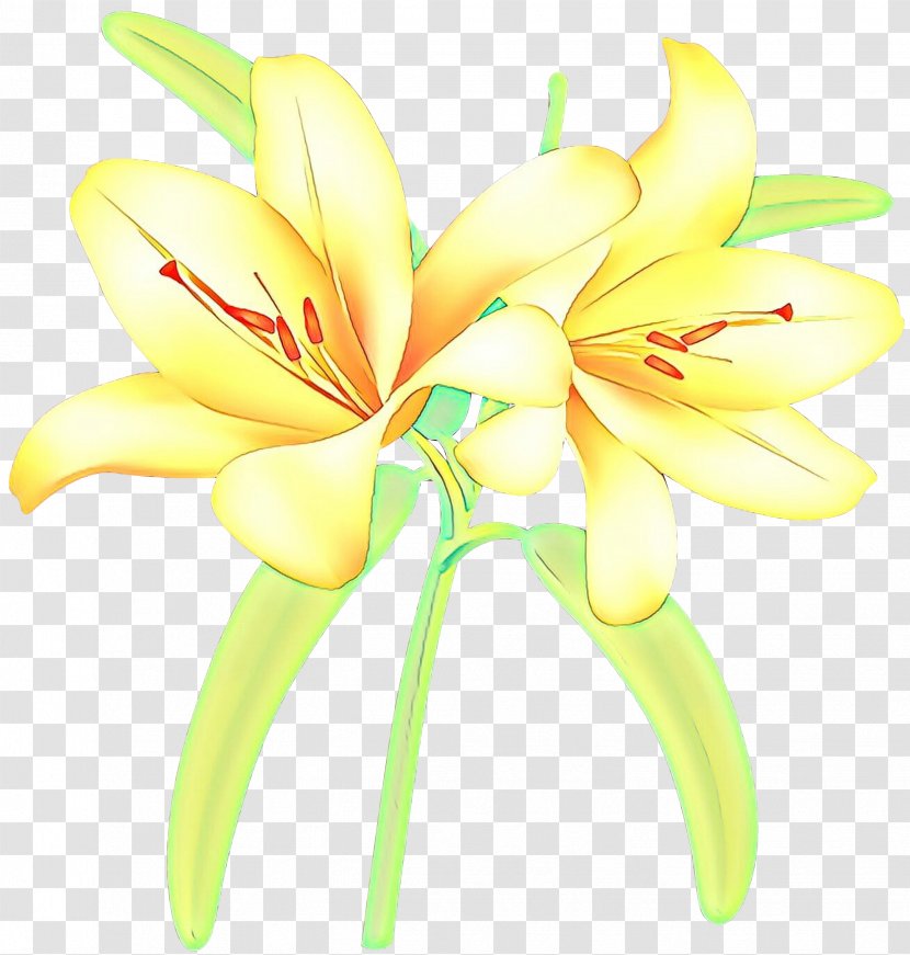 Floristry Cut Flowers Jersey Lily Plant Stem Daylily - M - Pedicel Transparent PNG