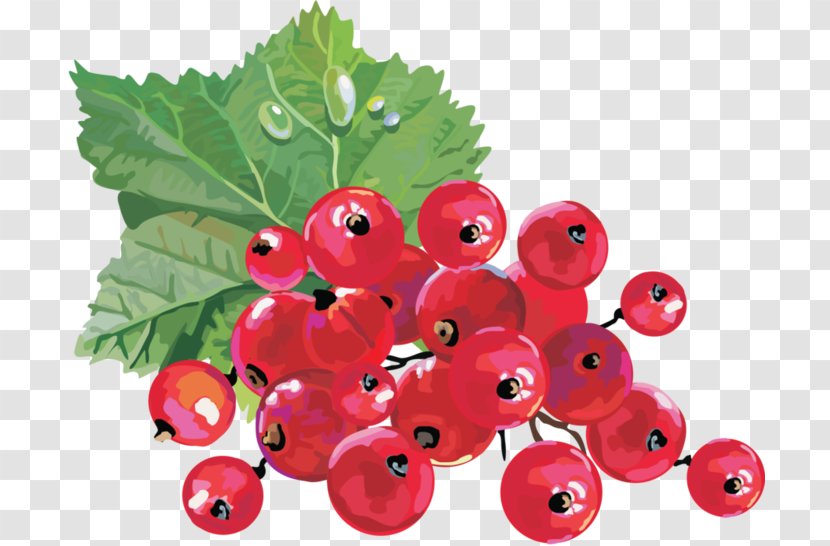 Redcurrant Blackcurrant Berry Clip Art - Superfood - Cranberries Transparent PNG