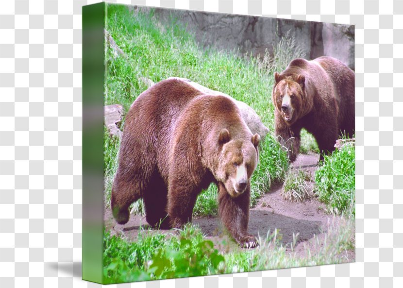 Grizzly Bear American Black Alaska Peninsula Brown Wildlife - Terrestrial Animal Transparent PNG