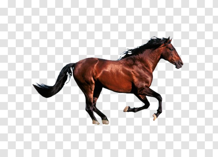 Andalusian Horse Draft Friesian Clydesdale Mangalarga Marchador - Stallion - 7 Transparent PNG