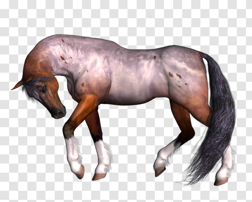 Mustang Mane Mare Stallion Friesian Horse Transparent PNG