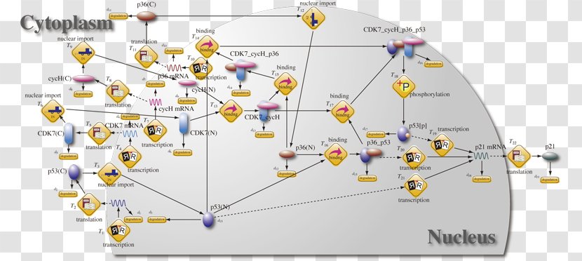 P53 Cyclin-dependent Kinase 7 Phosphorylation 1 - Map - Academic Department Transparent PNG