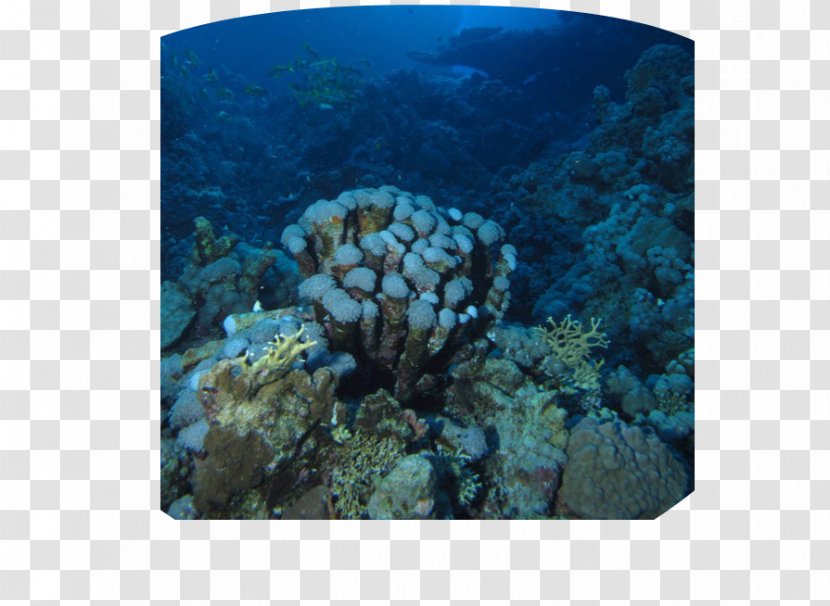 Coral Reef Benthic Zone Marine Biology Ocean Landform - Invertebrates - Hungry Shark World Blacktip Transparent PNG