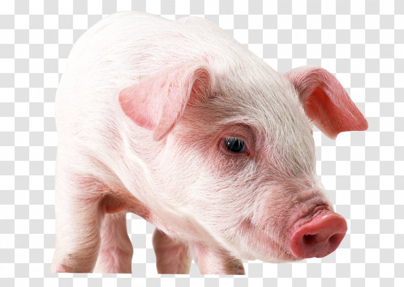 Large White Pig High-definition Television Display Resolution Wallpaper - Livestock - Winks Transparent PNG