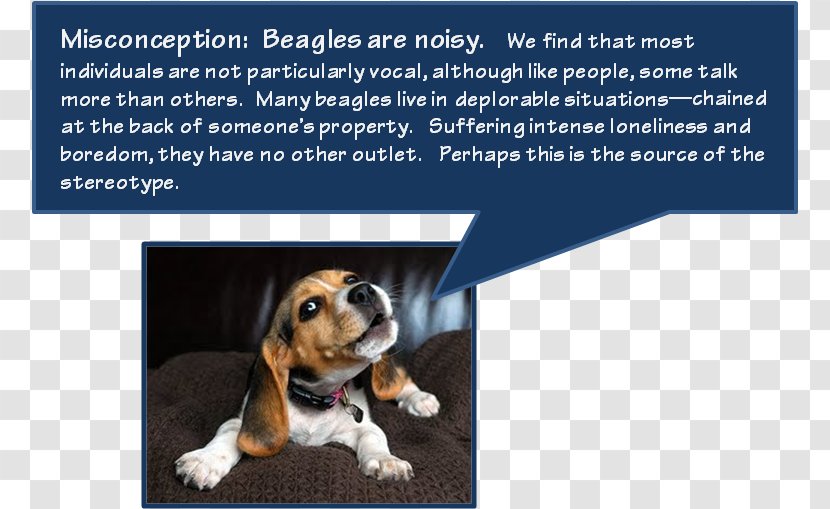 Beagle Dog Breed Puppy Basset Hound Dachshund - Flower Transparent PNG