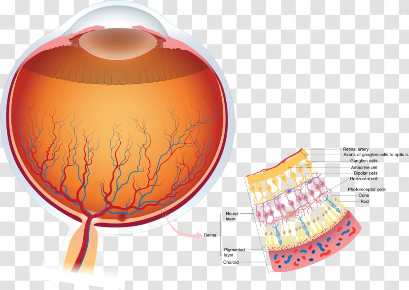 Retina Human Eye Anatomy Visual Perception - Heart Transparent PNG
