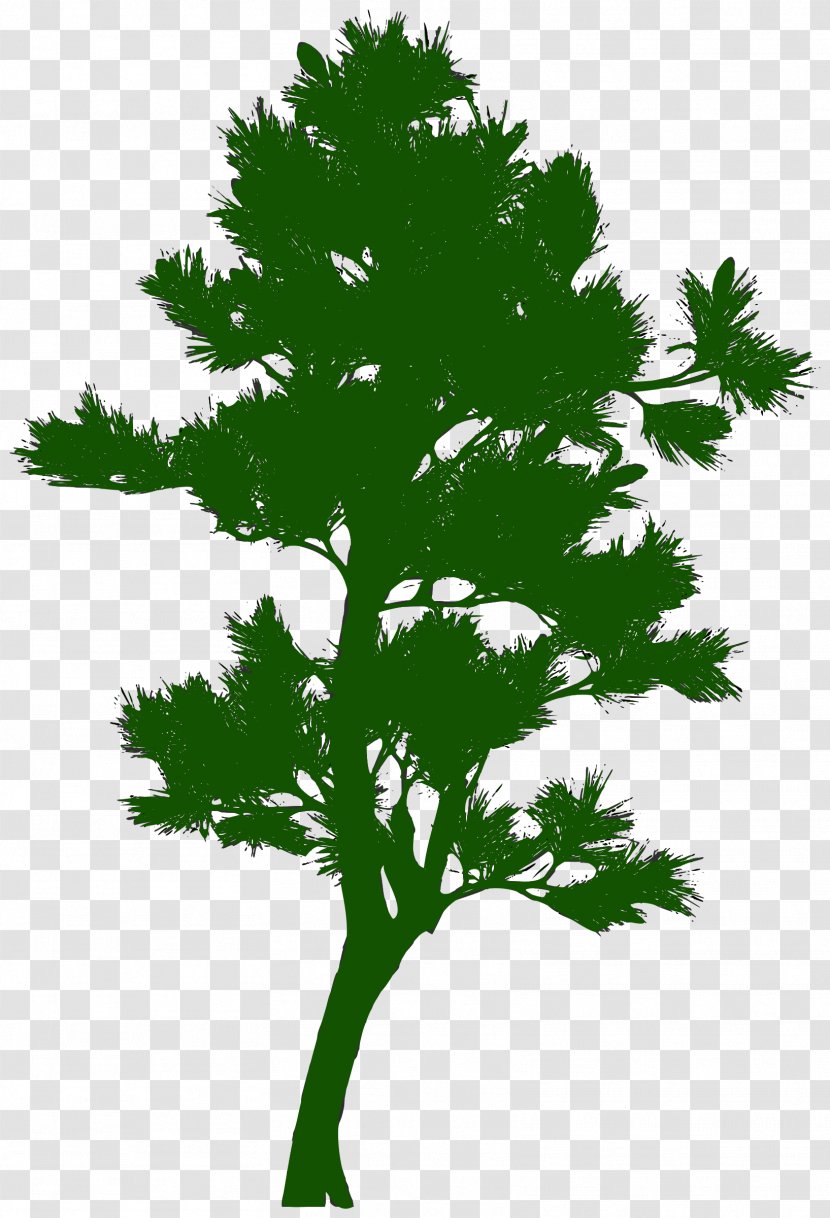 Tree Silhouette Pine - Vecteur Transparent PNG