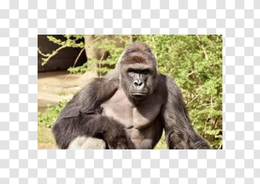 Cincinnati Zoo And Botanical Garden Killing Of Harambe Western Lowland Gorilla - Primate - Mammal Transparent PNG