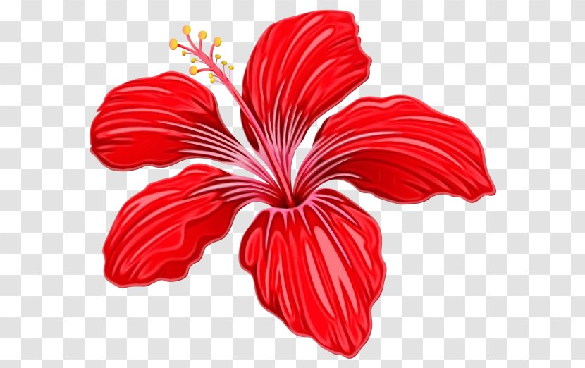 Shoeblackplant Plants Plant Stem Flower Herbaceous - Hawaiian Hibiscus - Hippeastrum Mallow Family Transparent PNG
