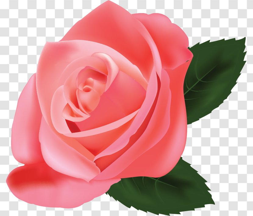 Garden Roses Cabbage Rose China Red Floribunda - Family - Flower Transparent PNG
