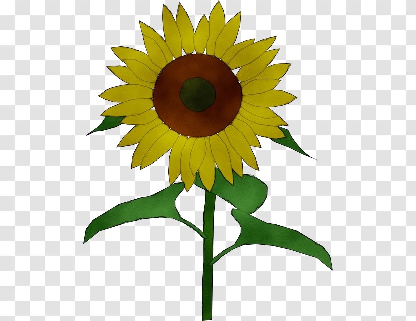 Sunflower - Seed - Petal Flowering Plant Transparent PNG