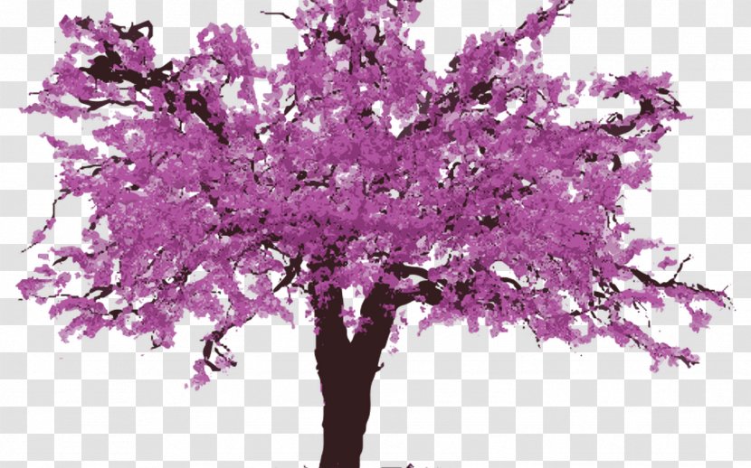Eastern Redbud Clip Art Tree Western - Plant - Cherry Bloom Transparent PNG