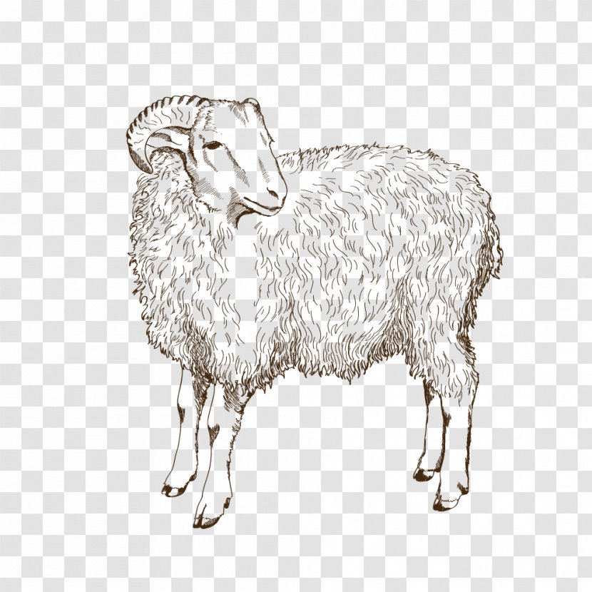 Sheep Animal Husbandry - Domestic Reproduction Transparent PNG