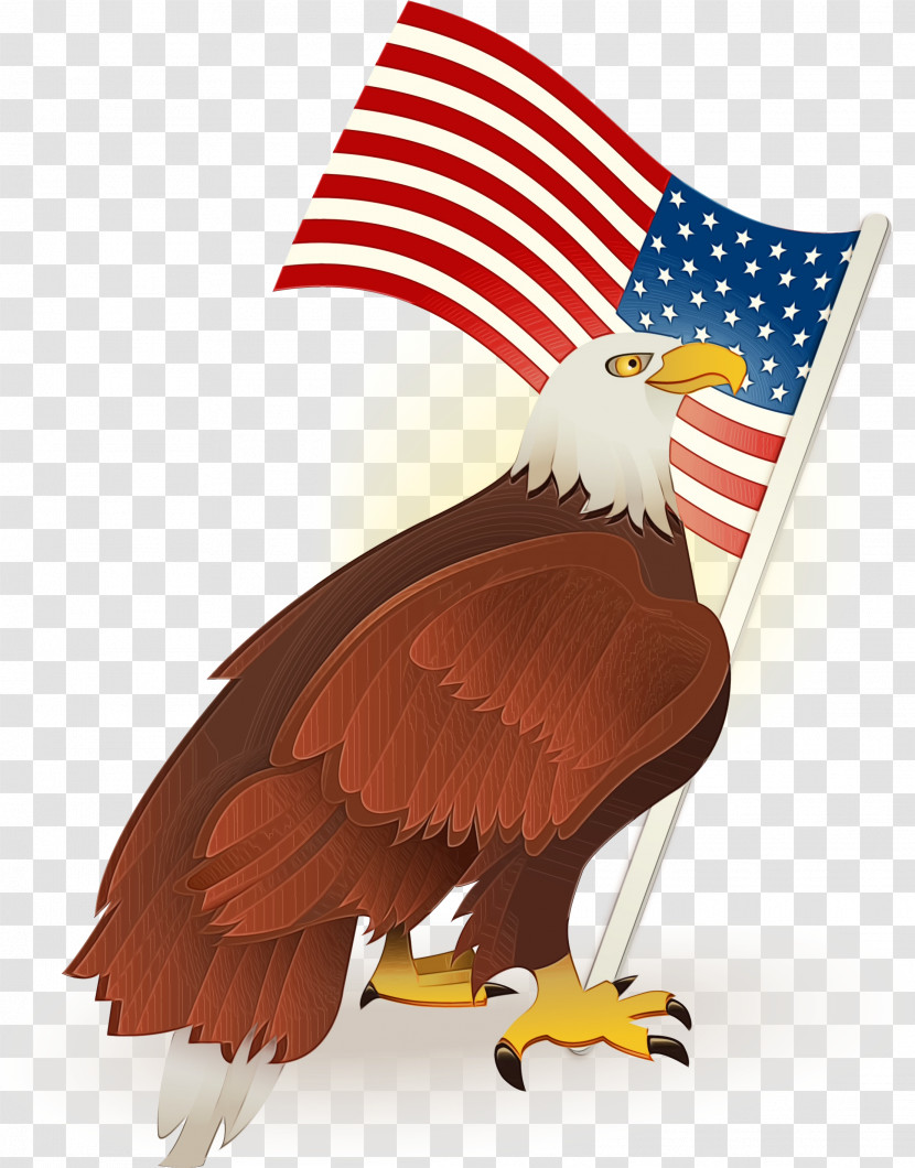 Bald Eagle Chicken Beak Eagle Chicken Transparent PNG