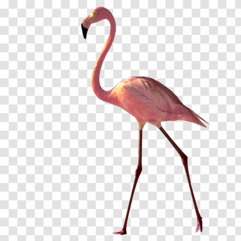 Flamingo Drawing - Pink - Crane Wildlife Transparent PNG