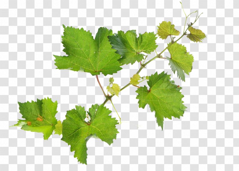 Organic Farming Common Grape Vine Herbicide Insecticide Agriculture - Leaves - Plant Transparent PNG