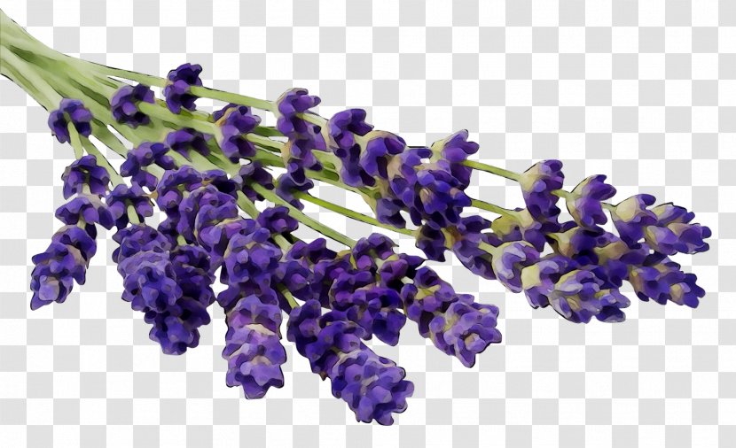 English Lavender Beard Oil Essential Perfume - Purple Transparent PNG