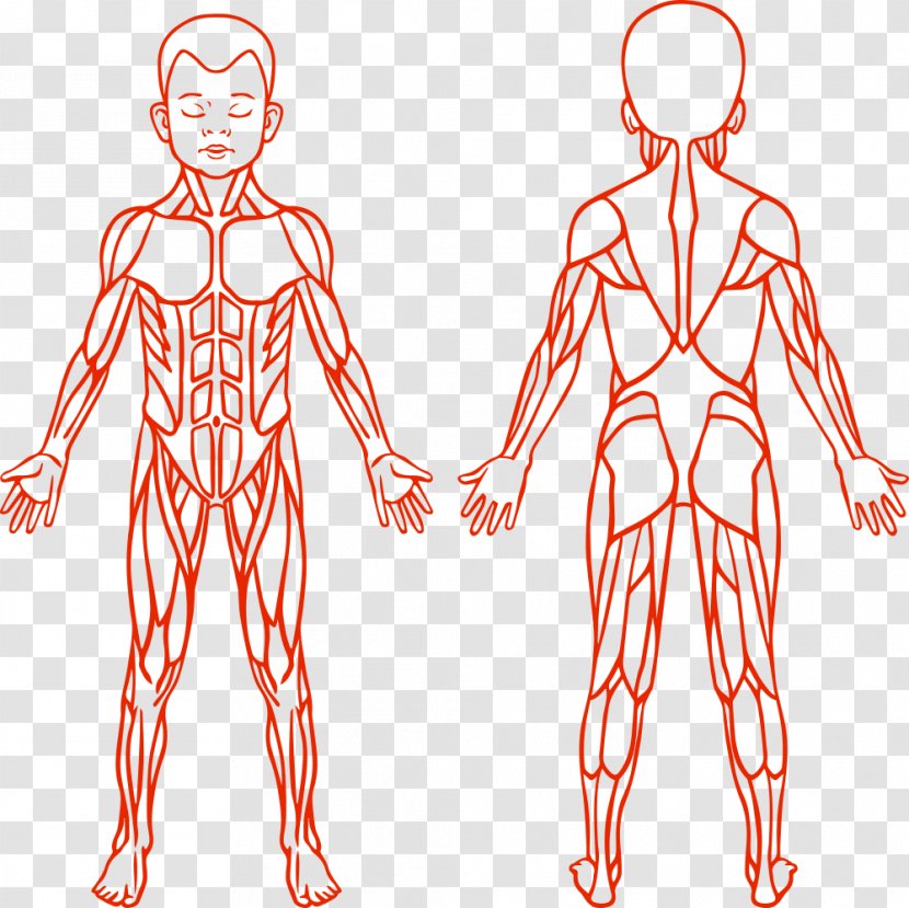 Anatomy Muscular System Human Body Muscle - Flower - Vector Children Transparent PNG