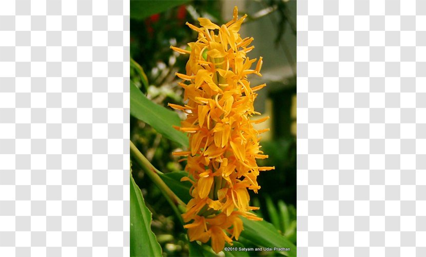 Hedychium Gardnerianum Zingiberaceae Coronarium Coccineum Densiflorum - Garden - Ginger Watercolor Transparent PNG