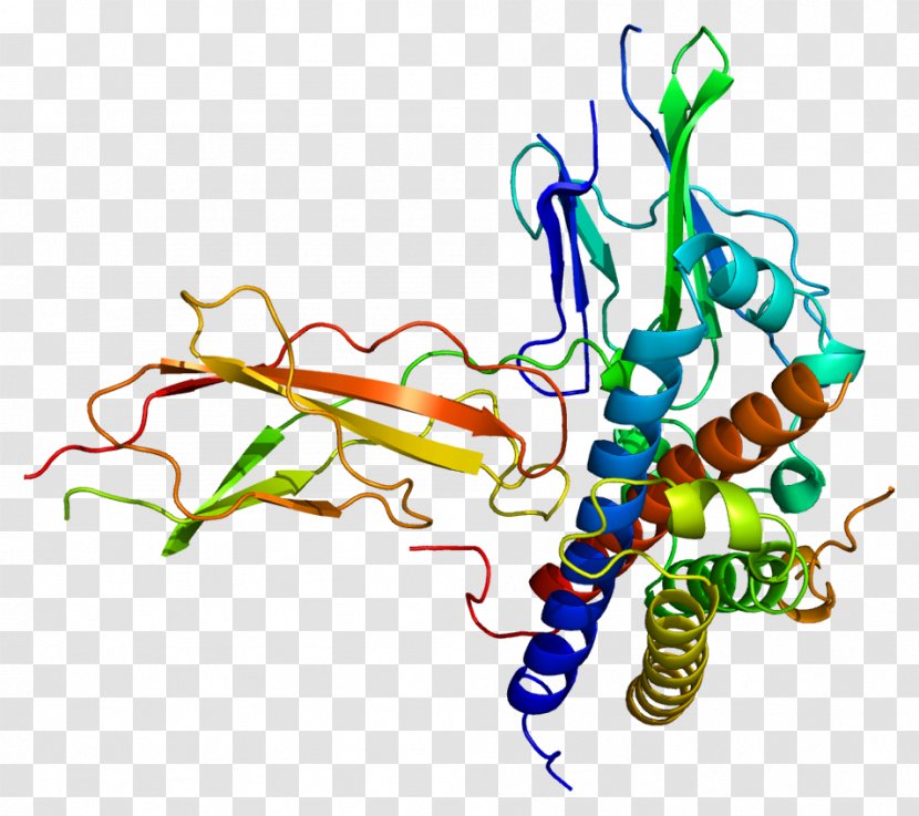 Growth Hormone 2 1 Receptor - Protein Transparent PNG