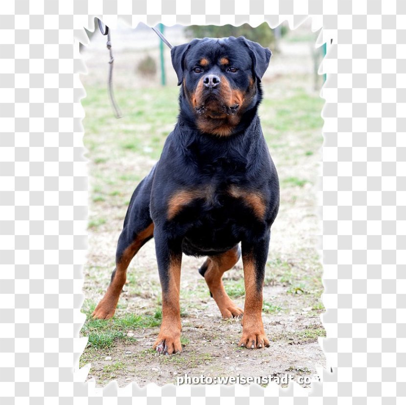 Rottweiler Dog Breed Val Di Noto Puppy Transparent PNG