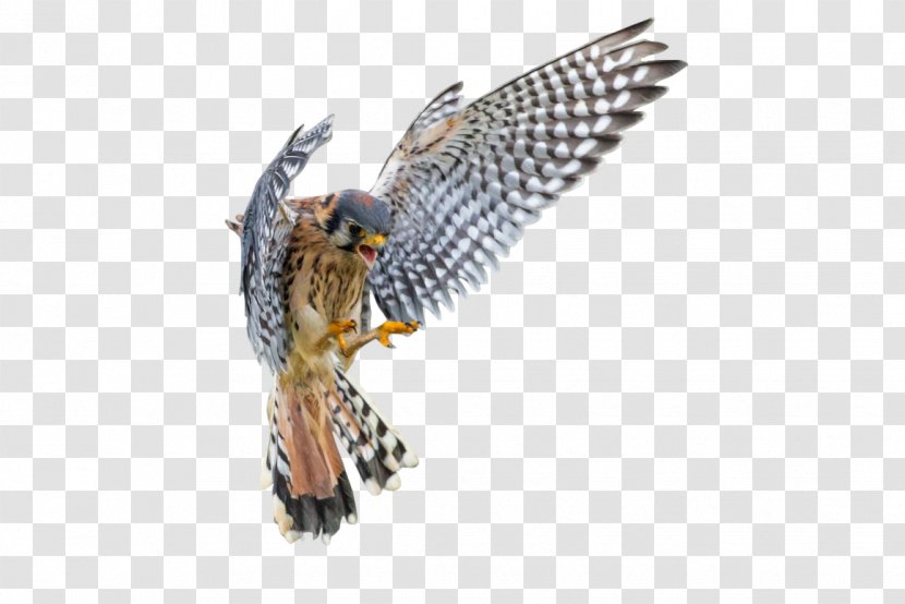 American Kestrel - Vertebrate - Falcon Transparent PNG