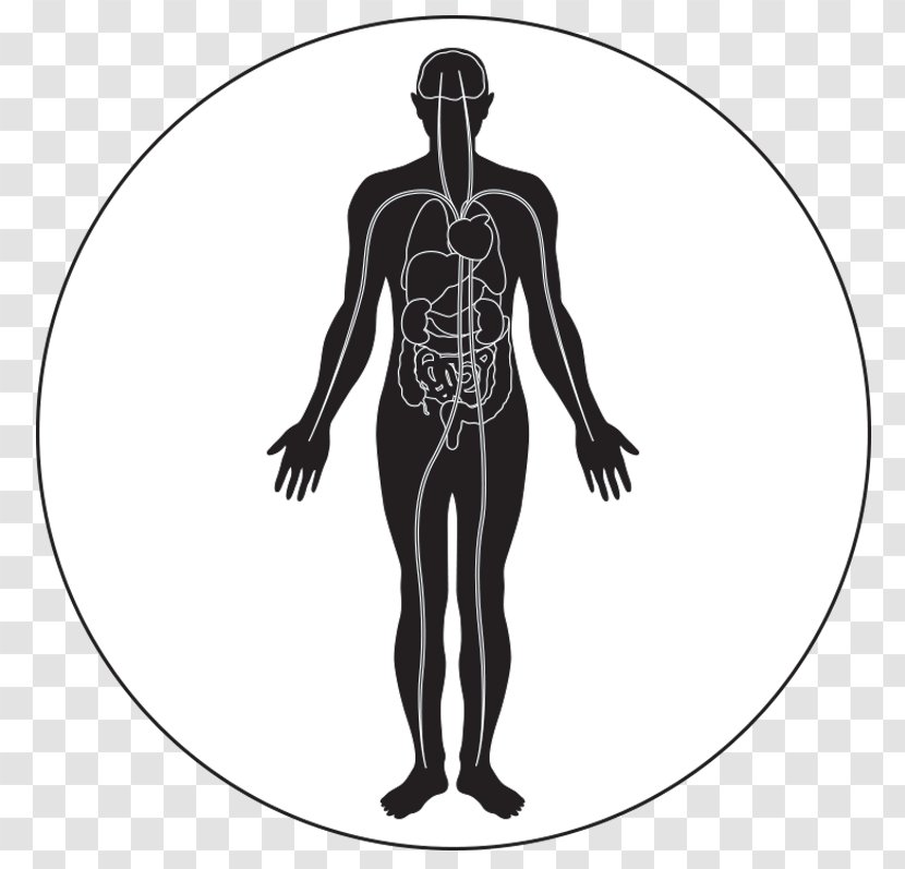 Human Body Skeleton Circulatory System Homo Sapiens - Heart Transparent PNG