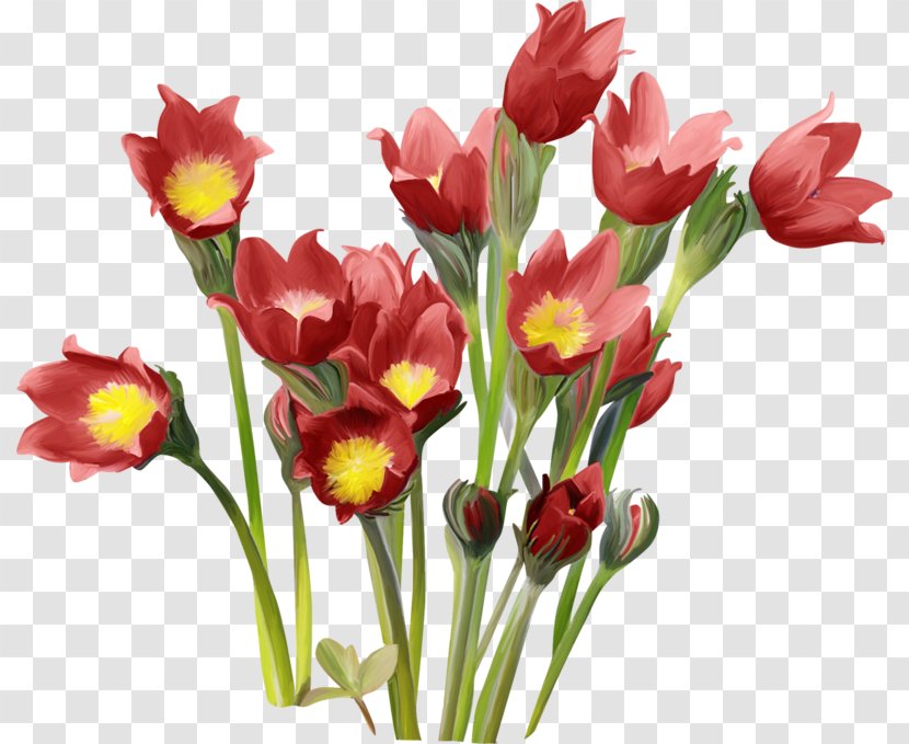 Tulip Cut Flowers - Floristry Transparent PNG