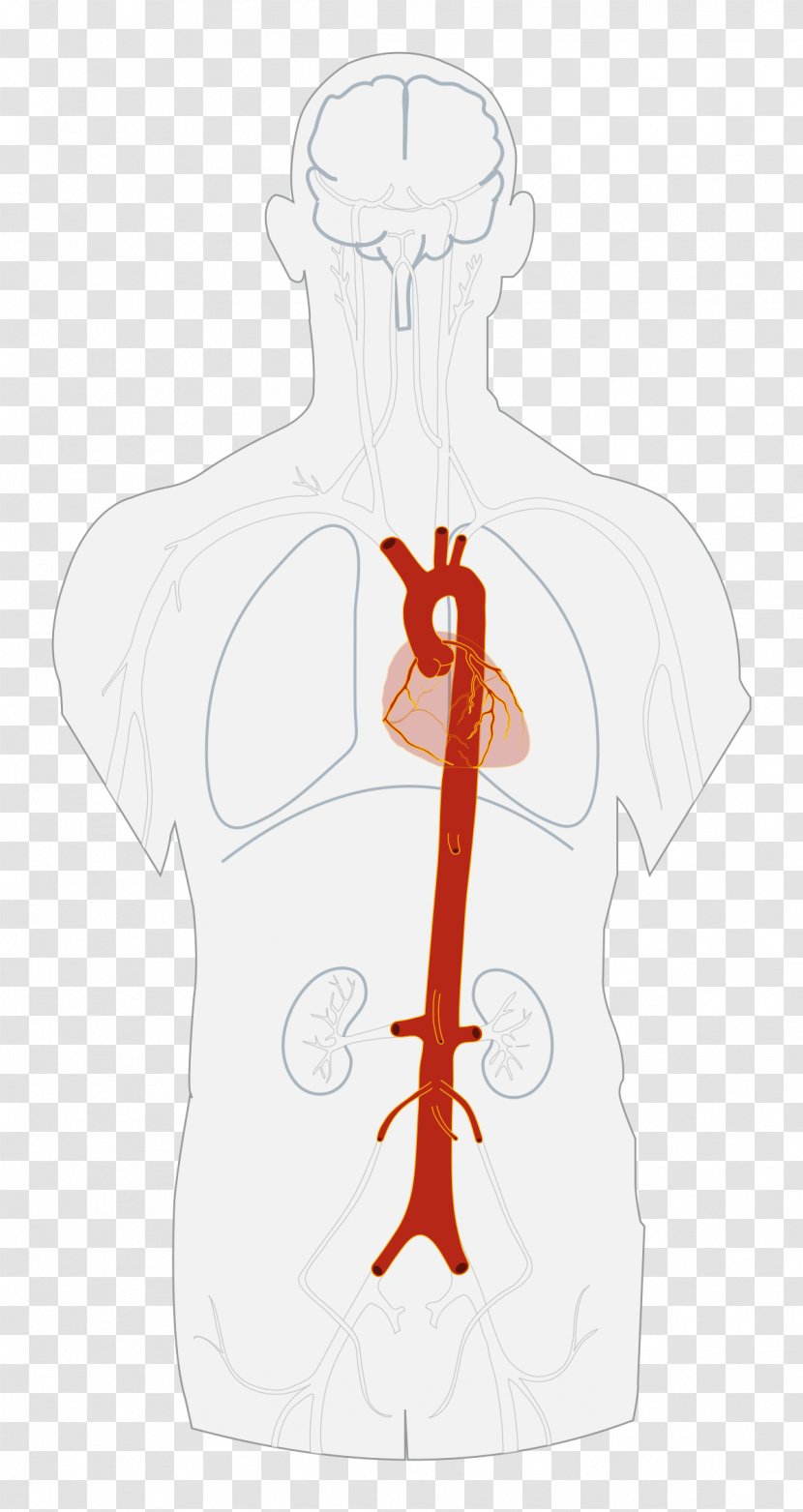 Descending Aorta Artery Abdominal Heart - Frame Transparent PNG