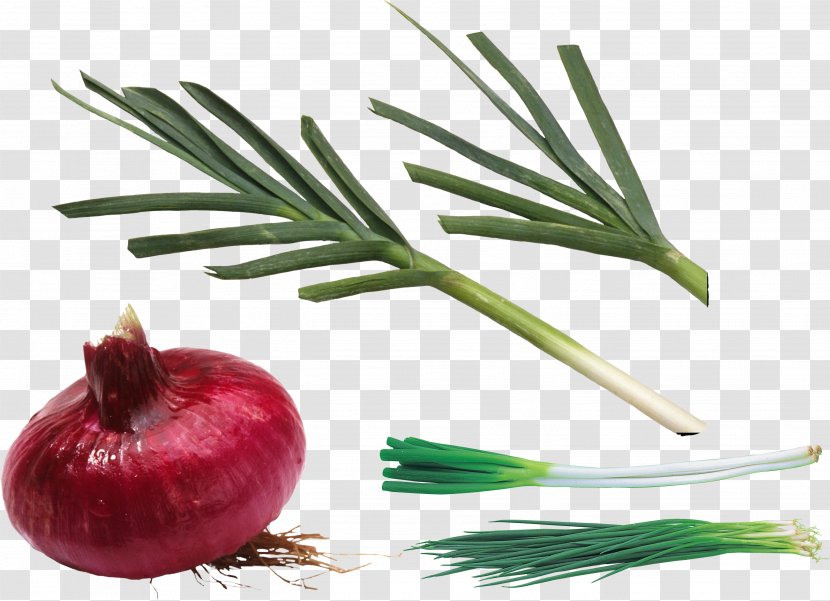 Allium Fistulosum Shallot Scallion Clip Art - Natural Foods - Onions Transparent PNG