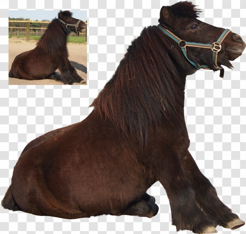 Shetland Pony Mane Mustang Stallion - Horse Transparent PNG